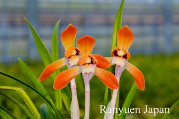 春蘭 蘭裕園 Ranyuen