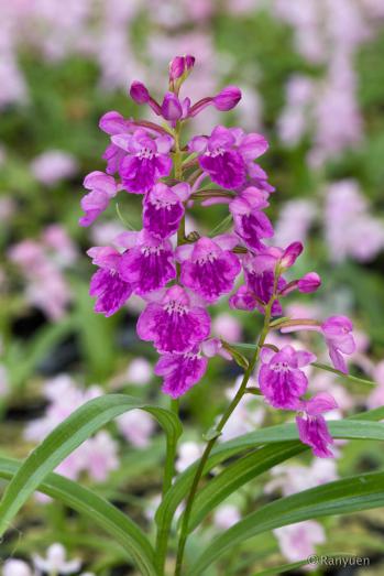 アワチドリ・夢ちどり 蘭裕園 Ranyuen