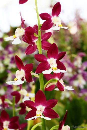 エビネ 蘭裕園 Ranyuen