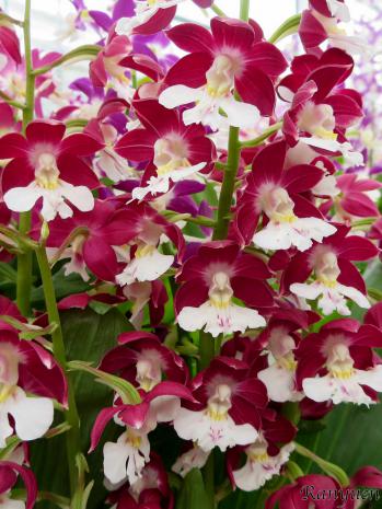 Calanthe Ranyuen