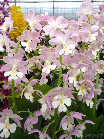 エビネ 蘭裕園 Ranyuen