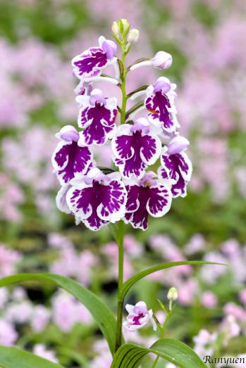 アワチドリ・夢ちどり 蘭裕園 Ranyuen