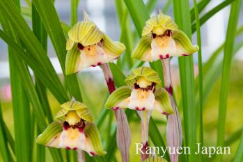 春蘭 蘭裕園 Ranyuen