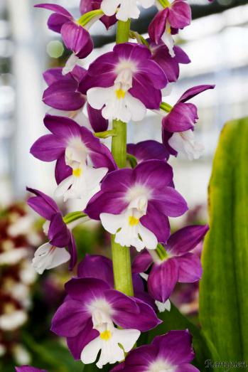 エビネ 蘭裕園 Ranyuen