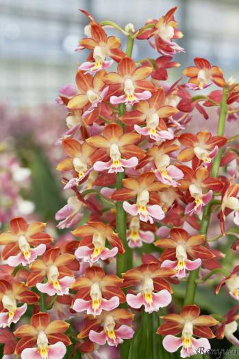 エビネ 蘭裕園 Ranyuen