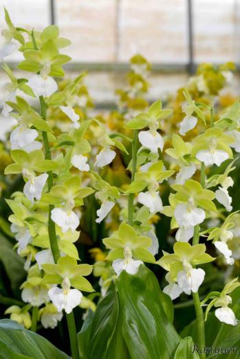 エビネ 蘭裕園 Ranyuen