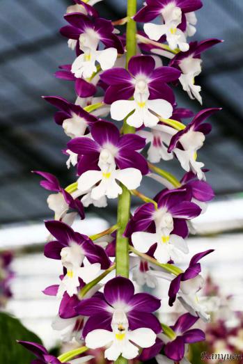 エビネ 蘭裕園 Ranyuen