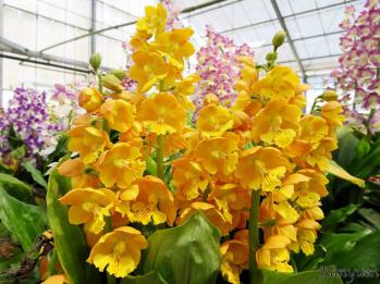 エビネ 蘭裕園 Ranyuen