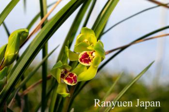 春蘭 蘭裕園 Ranyuen