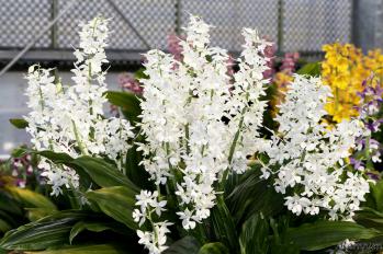 エビネ 蘭裕園 Ranyuen