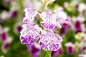 アワチドリ・夢ちどり 蘭裕園 Ranyuen