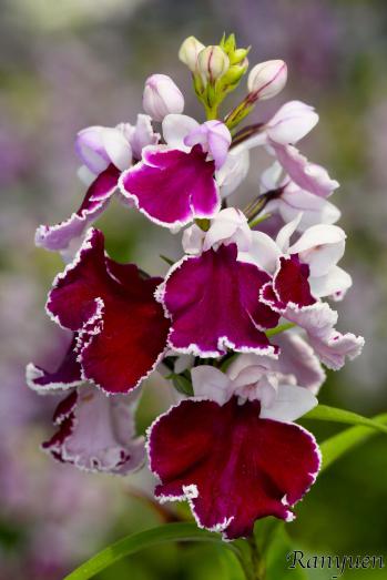 アワチドリ・夢ちどり 蘭裕園 Ranyuen