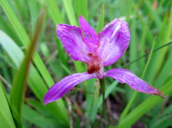 サワラン 蘭裕園 Ranyuen