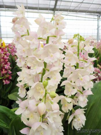 エビネ 蘭裕園 Ranyuen