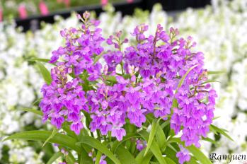 アワチドリ・夢ちどり 蘭裕園 Ranyuen