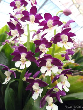 エビネ 蘭裕園 Ranyuen