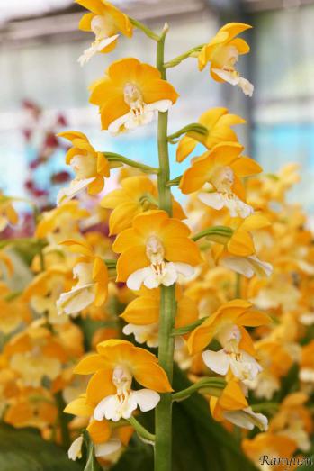 エビネ 蘭裕園 Ranyuen