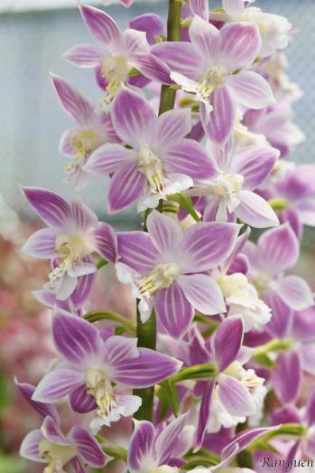 エビネ 蘭裕園 Ranyuen