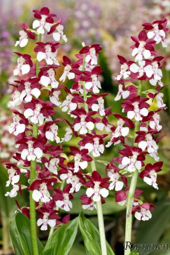 エビネ 蘭裕園 Ranyuen