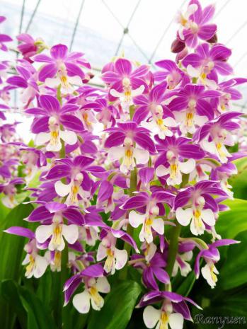 エビネ 蘭裕園 Ranyuen