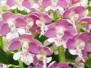 エビネ 蘭裕園 Ranyuen