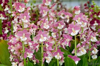 エビネ 蘭裕園 Ranyuen