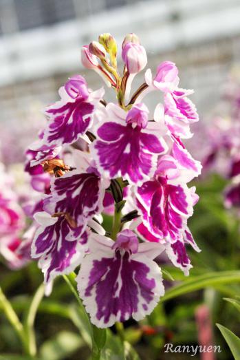 アワチドリ・夢ちどり 蘭裕園 Ranyuen