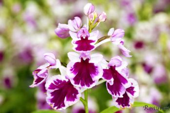 アワチドリ・夢ちどり 蘭裕園 Ranyuen