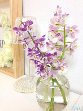 蘭裕園スタイル 蘭裕園 Ranyuen