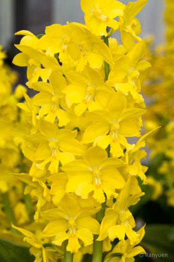 エビネ 蘭裕園 Ranyuen