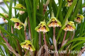 春蘭 蘭裕園 Ranyuen