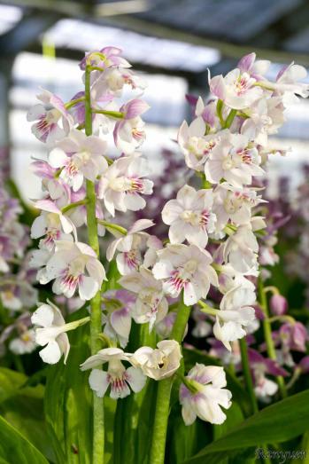 エビネ 蘭裕園 Ranyuen