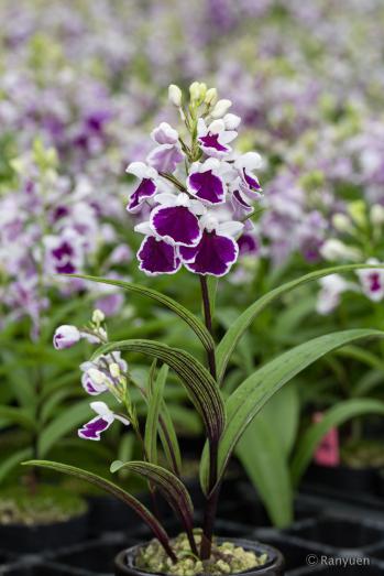 アワチドリ・夢ちどり 蘭裕園 Ranyuen