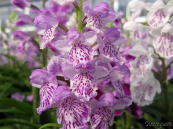 アワチドリ・夢ちどり 蘭裕園 Ranyuen