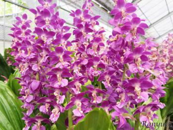 エビネ 蘭裕園 Ranyuen