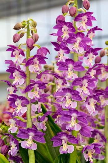 エビネ 蘭裕園 Ranyuen