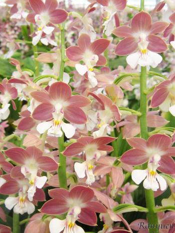 エビネ 蘭裕園 Ranyuen