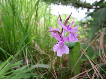 ニョホウチドリ 蘭裕園 Ranyuen