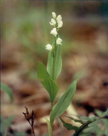 ギンラン 蘭裕園 Ranyuen