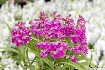 アワチドリ・夢ちどり 蘭裕園 Ranyuen