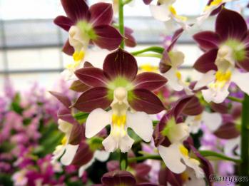 エビネ 蘭裕園 Ranyuen