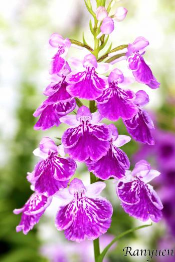 アワチドリ・夢ちどり 蘭裕園 Ranyuen