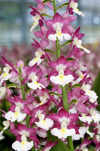 エビネ 蘭裕園 Ranyuen