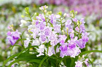 アワチドリ・夢ちどり 蘭裕園 Ranyuen