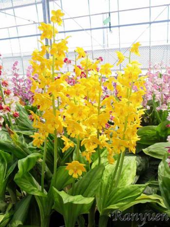 エビネ 蘭裕園 Ranyuen
