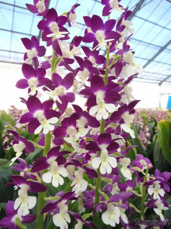 エビネ 蘭裕園 Ranyuen