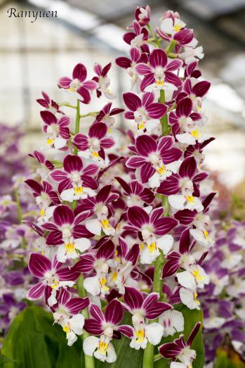 エビネ 蘭裕園 Ranyuen