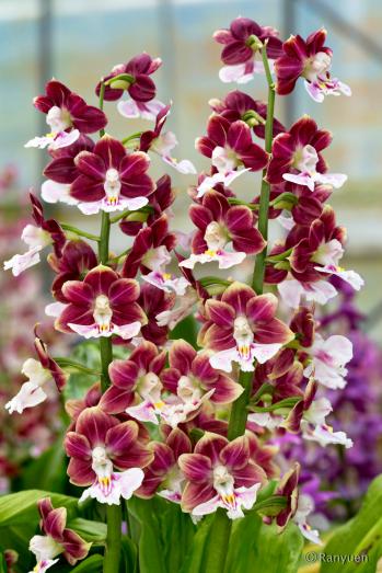 Calanthe Ranyuen