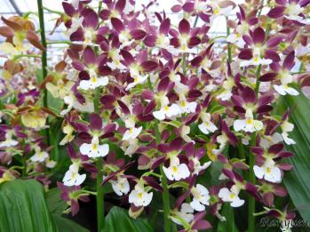 エビネ 蘭裕園 Ranyuen