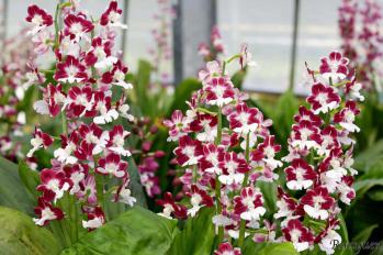 エビネ 蘭裕園 Ranyuen